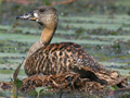 White-backed Duck